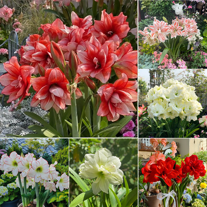 Cebulki amarylisów o podwójnych kwiatach🌼