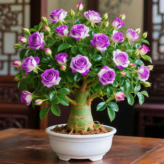 🌵🌺Desert Rose Bulbs