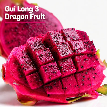 Nasiona smoczego owocu – uprawiaj egzotyczną, słodką pitaję w domu 🌵