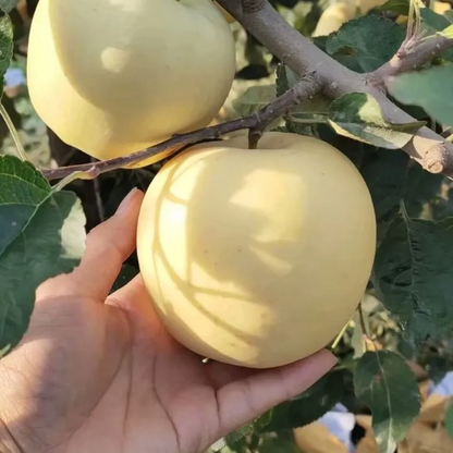 Nasiona Złotego Jabłka, wskaźnik przeżywalności 90%