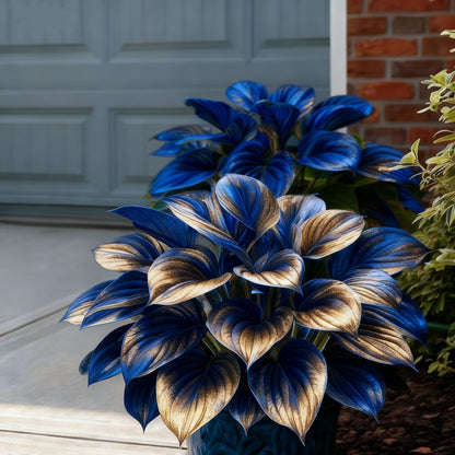 🌈🔥 Limitowana edycja host Rainbow Flame – rzadkie wielokolorowe liście, dostępne wyłącznie w naszym sklepie 🌸