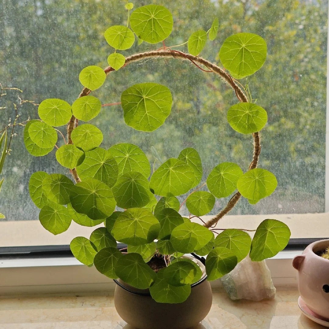 Stephania Erecta: Najsilniejsza roślina doniczkowa dla leniwych