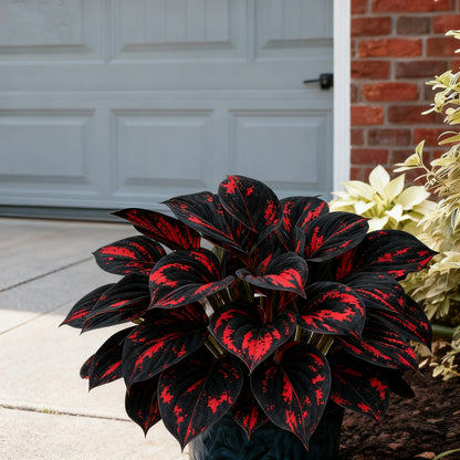 🌈🔥 Limitowana edycja host Rainbow Flame – rzadkie wielokolorowe liście, dostępne wyłącznie w naszym sklepie 🌸