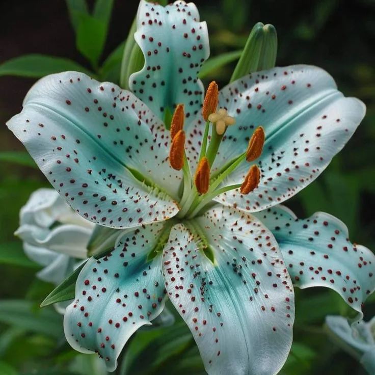 👉 Luksusowe tęczowe cebule lilii — rzadkie wielokolorowe kwiaty