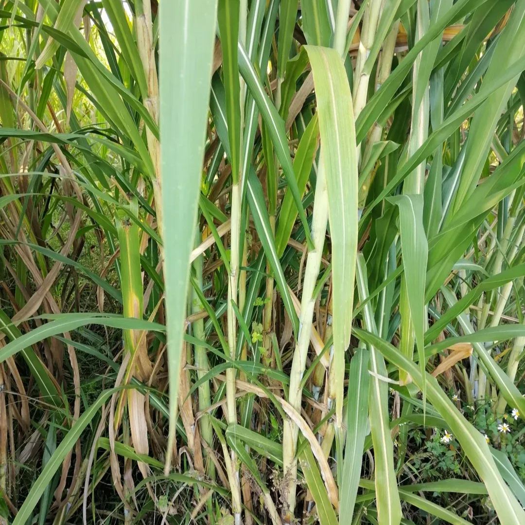 🌿Hybrydowa odmiana sorgo-trawa sudańska✅Wysokopudowne nasiona paszowe