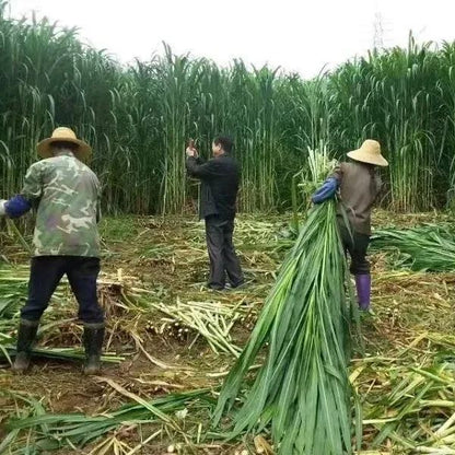 🌿Hybrydowa odmiana sorgo-trawa sudańska✅Wysokopudowne nasiona paszowe