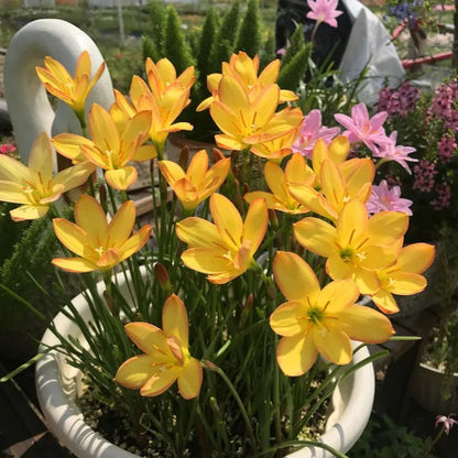 Cebule orchidei deszczowej – kwitną po kolejnym deszczu