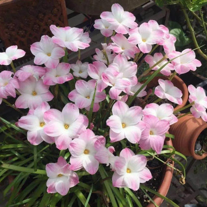 Cebule orchidei deszczowej – kwitną po kolejnym deszczu