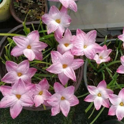 Cebule orchidei deszczowej – kwitną po kolejnym deszczu