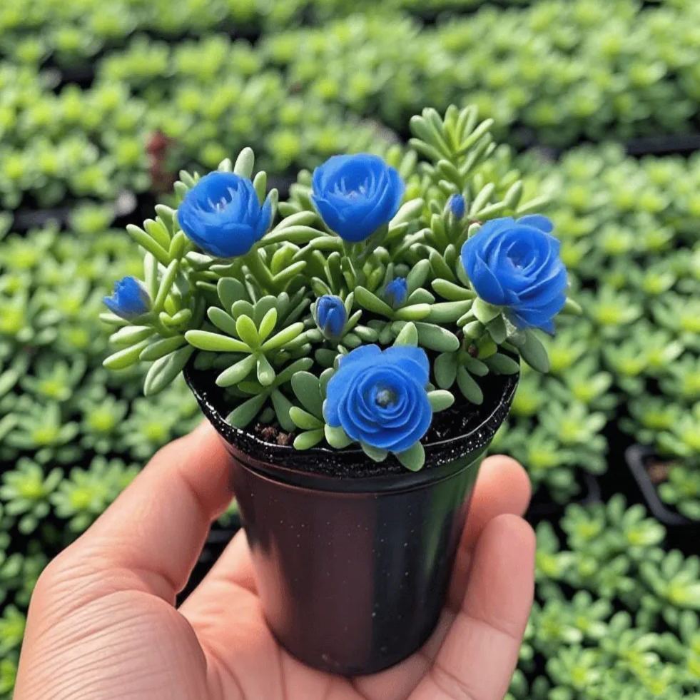 Cebule storczyka różanego o podwójnych kwiatach – odporne na zimno i pachnące