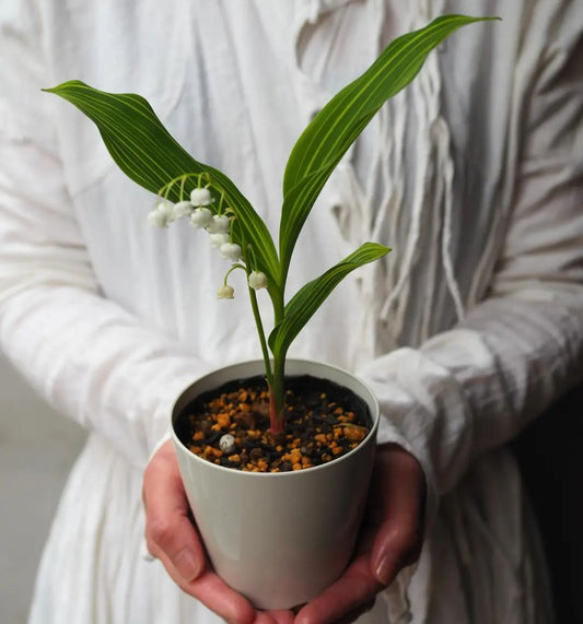 💐LILIA DOLINY – SZCZĘŚCIE PRZYBYWA