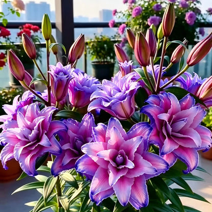 🌺Perfumowane cebulki lilii – świeże i słodkie