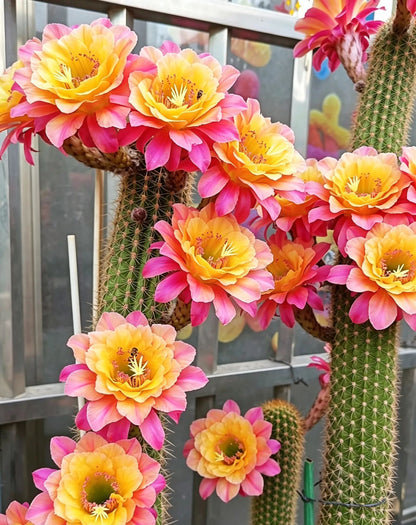 🌵 Poznaj swojego nowego najlepszego przyjaciela – kaktusa Gymnocalycium baldianum! 💕