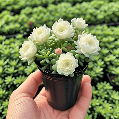 Cebule storczyka różanego o podwójnych kwiatach – odporne na zimno i pachnące